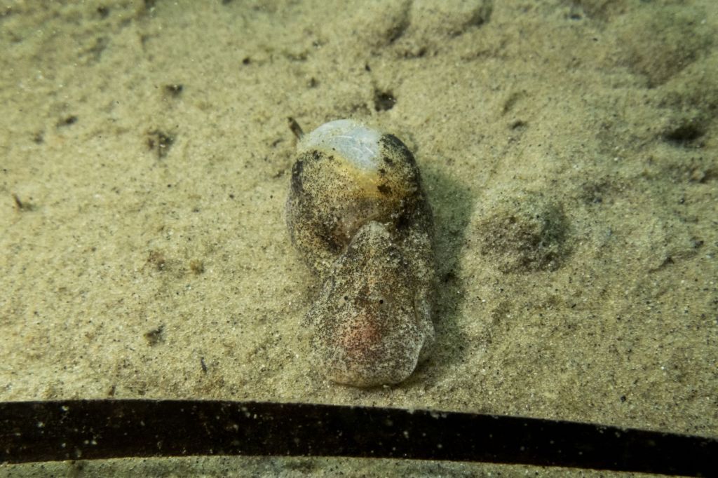 A bubble snail with the reduced shell visible on its back.