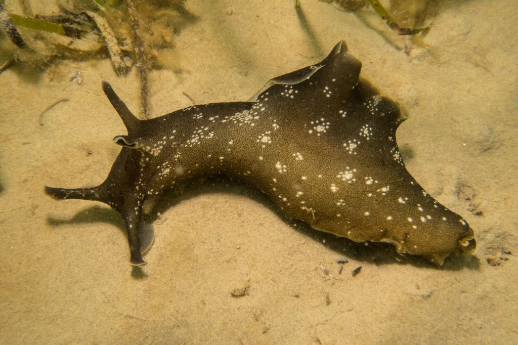 A sea hare viewed underwater