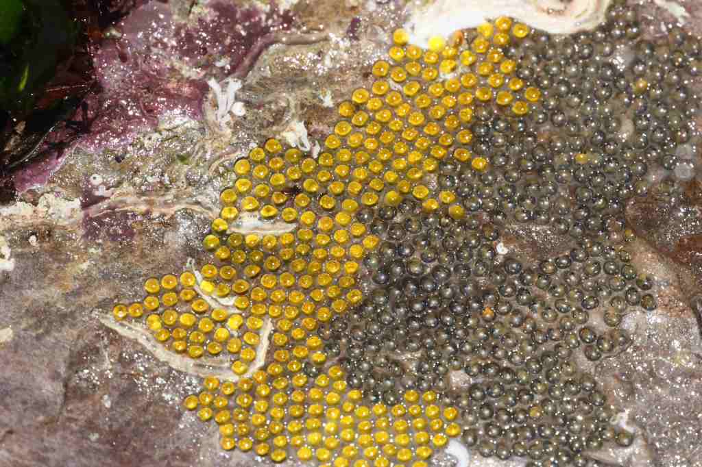 All About Fish Eggs