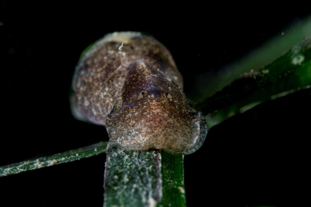 A bubble snail gliding along a blade of eelgrass