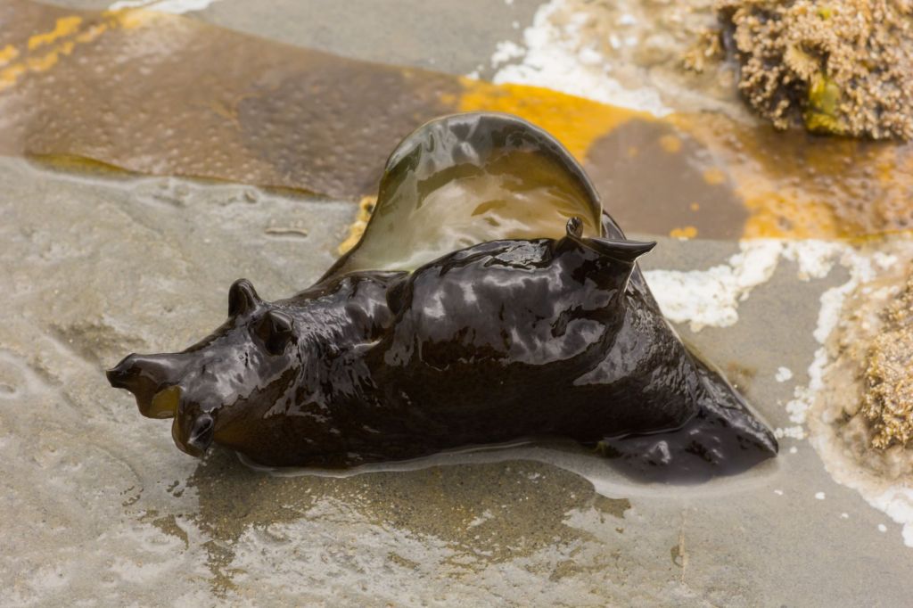 A sea hare out of water on the seashore appears as a shapeless blob.