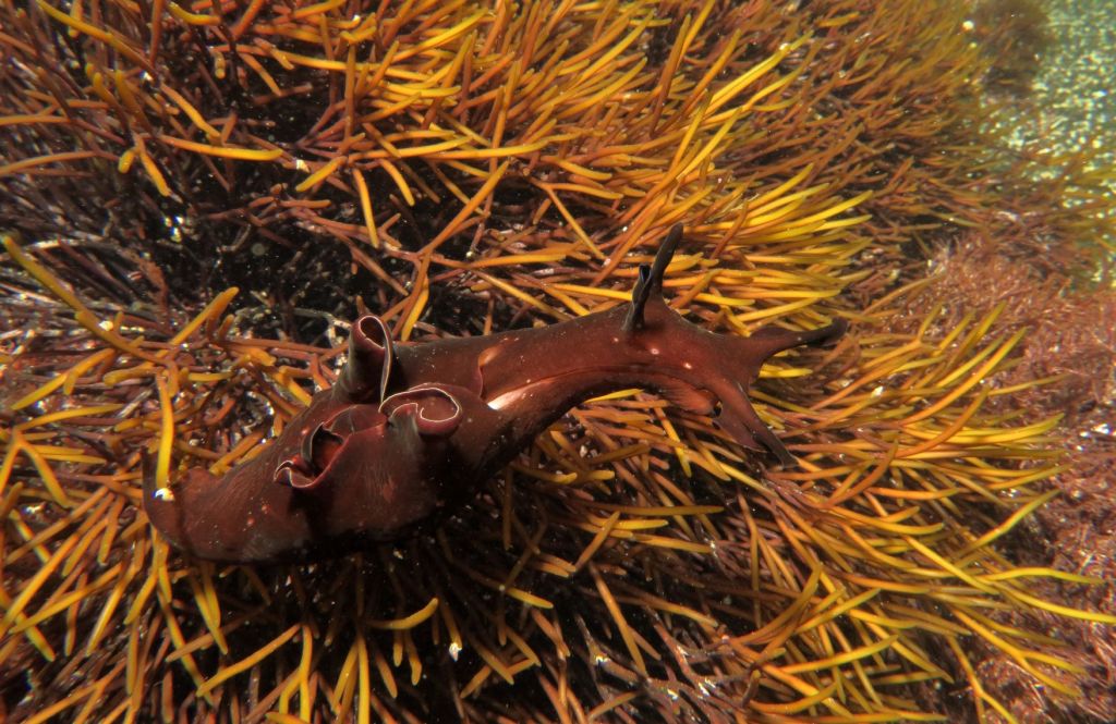 Sea hares with a redder shade are probably feeding on red algae.